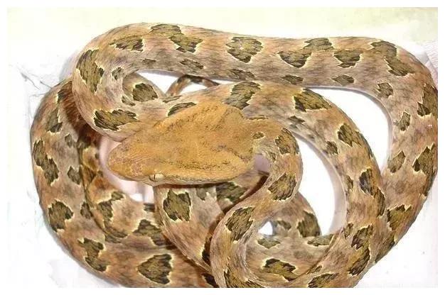 拟态成毒蛇的无毒蛇,龟壳花蛇与拟龟壳花蛇有多相似?