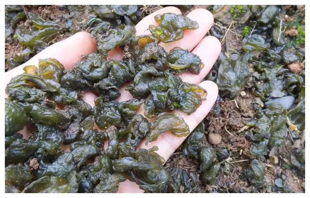 春雨过后田间地头草丛中有一野菜人称地木耳你尝过吗