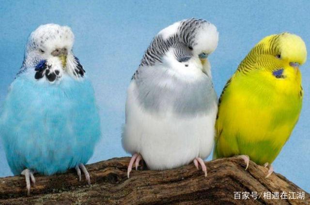 车身修补鹦鹉漆