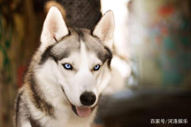 但是每一幕哈士奇的表情都好有深意啊~ 一开始是男友在抓抓哈士奇