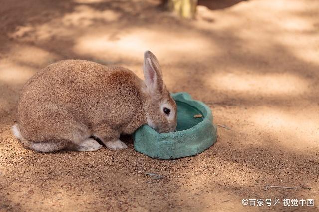 兔子突然吃土、咬笼子,甚至啃自己的脚,这是异食症如何防治|兔宝宝|兔妈妈|笼子_新浪新闻