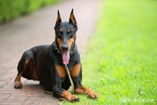 宠物知识--德系杜宾犬外表标准