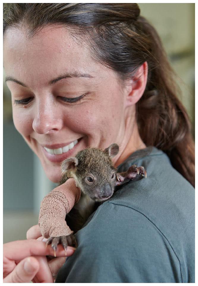 这只小树袋熊才150天,是个标准的小宝宝,还不能独自生活.