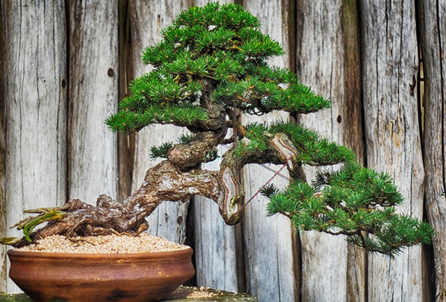 盘点适合制成盆景的五种松树,你喜欢哪一种?