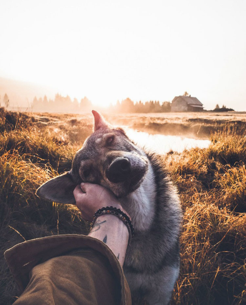 捷克男子带汪星人去旅行用照片记录爱犬瞬间令人羡慕不已