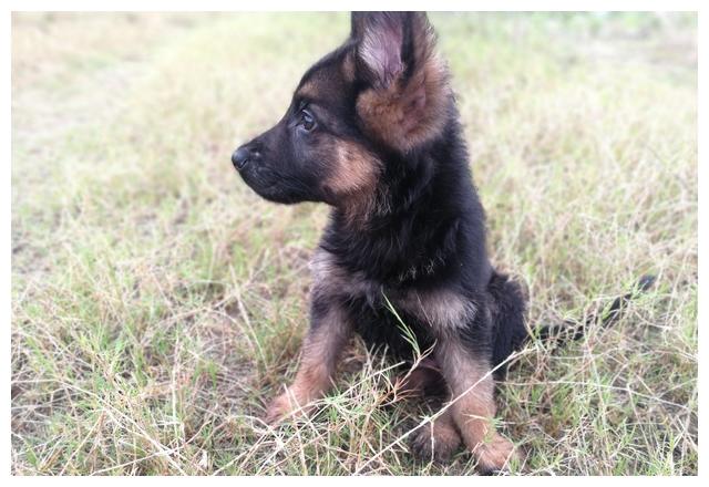 青春期的大德牧,醋王上线,边牧真无奈