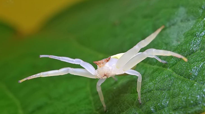 长得像螃蟹一样的蜘蛛 蟹蛛为了食物可以说是六亲不认的 蜘蛛 螃蟹 食物 新浪新闻
