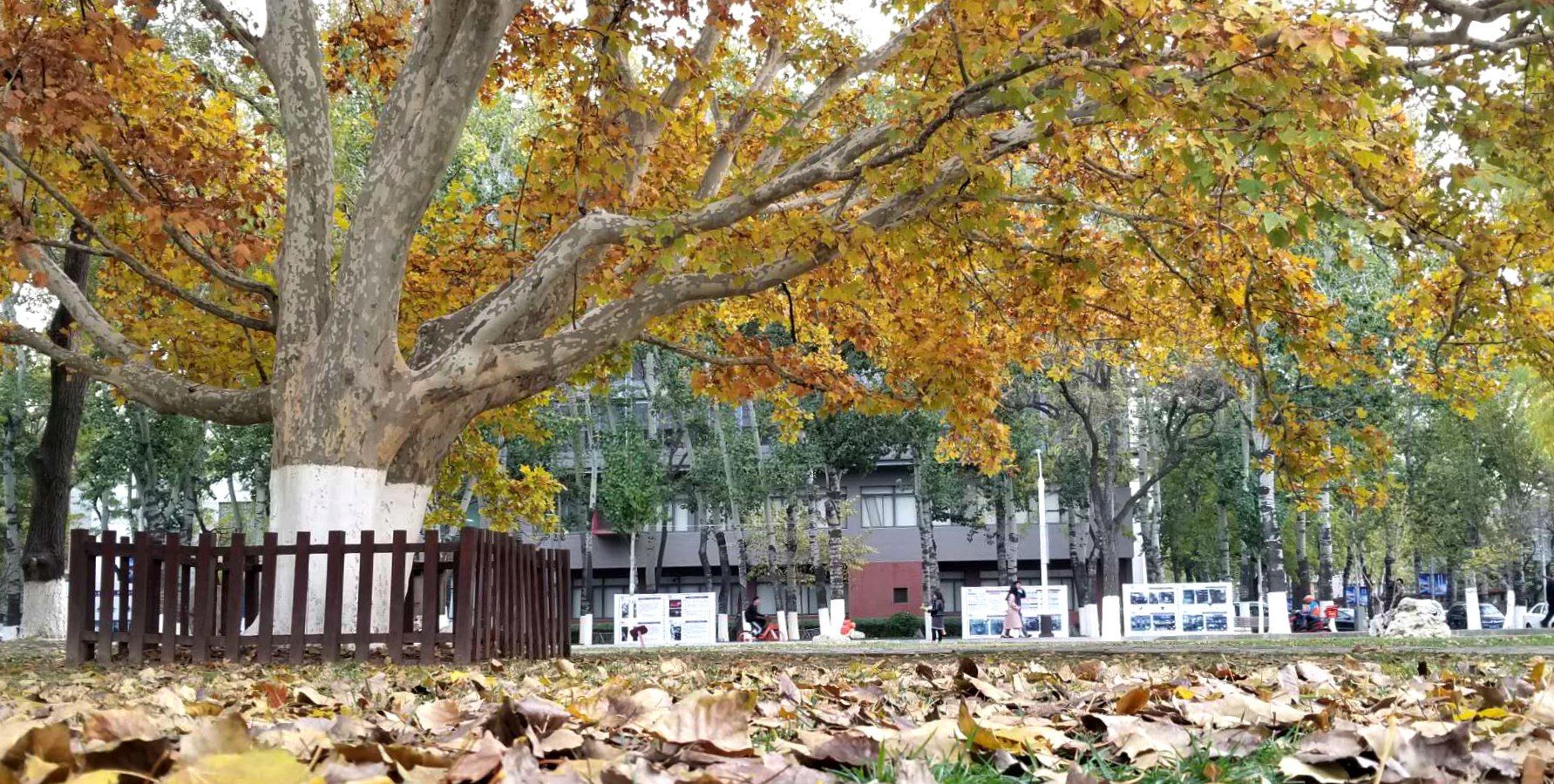 天津南开大学百年梧桐树 引来无数"金凤凰"_高清图集_新浪网