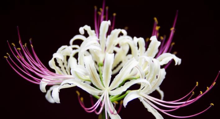 山海经记载的一种仙草能使人智力提升动物吃了会怎样