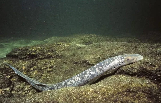 比恐龙还古老的"吸血鱼"满口尖牙,却是被欧洲人吃
