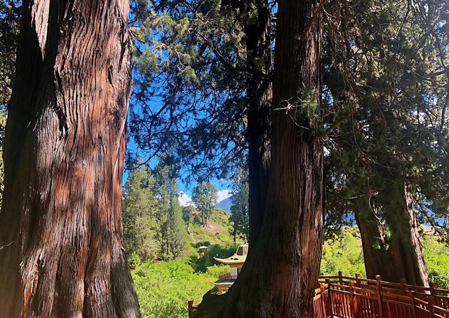 中国树龄最长的巨柏,就在西藏林芝