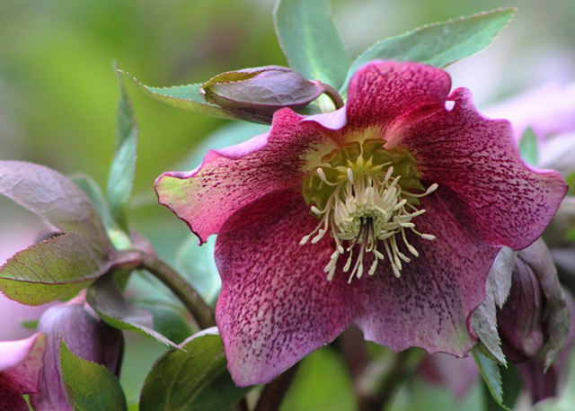 玫瑰很常见可你见过圣诞玫瑰么