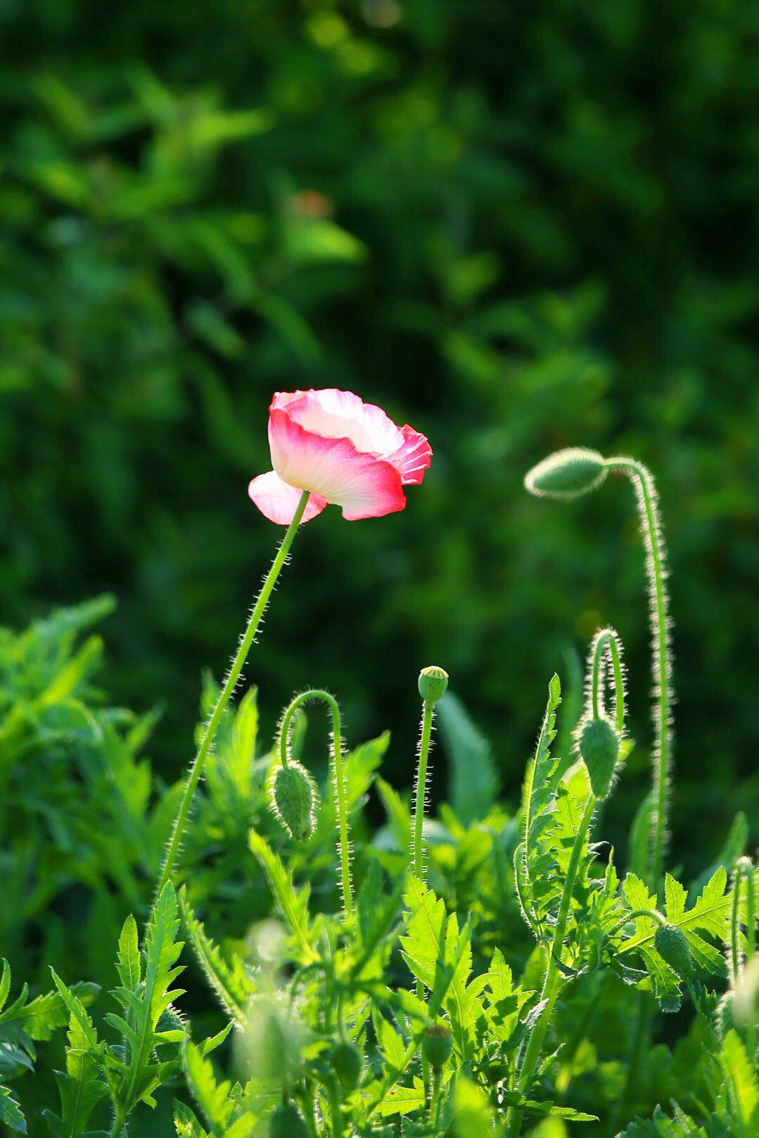 微风中的虞美人摇曳着优美的舞姿