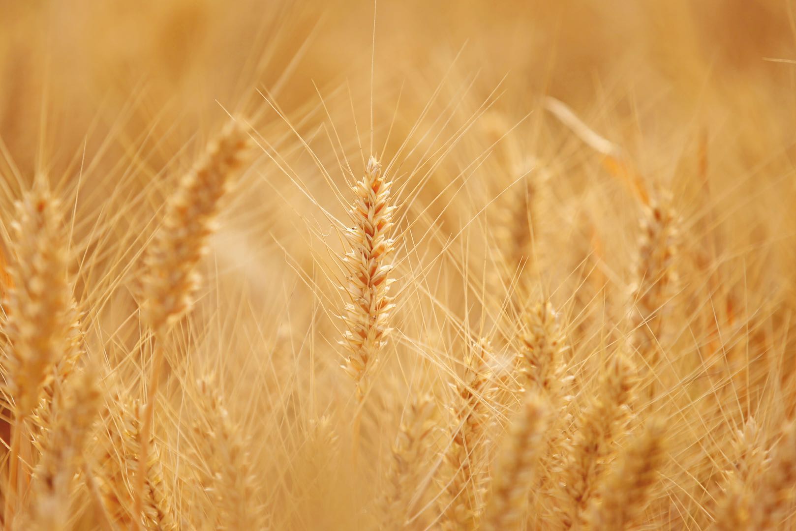 又到一年芒种,丰收的金黄色才是最美的,分享一组金色麦田照片