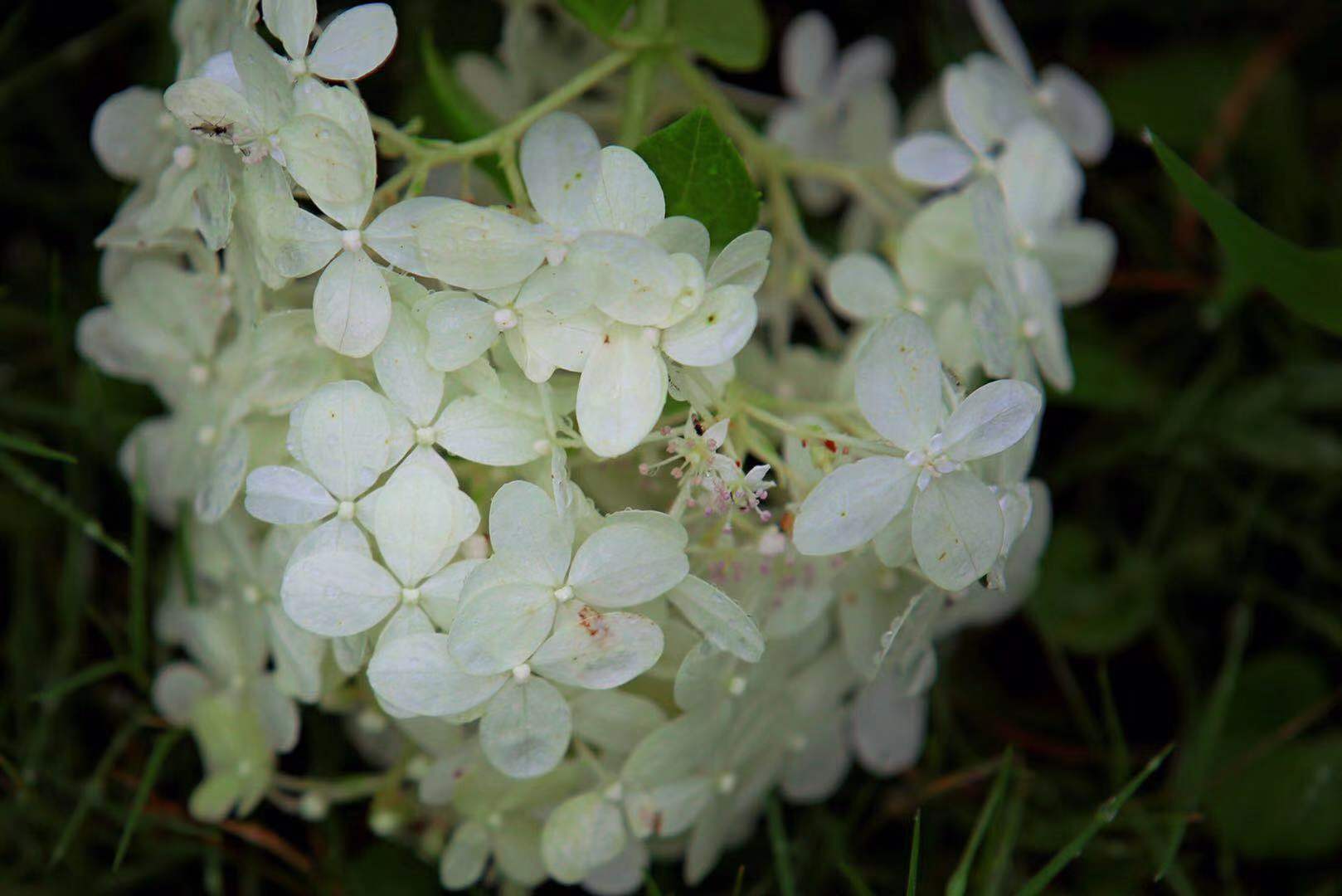 鼋头渚路边的小绣球花雨中随拍洁白的小花清新淡雅