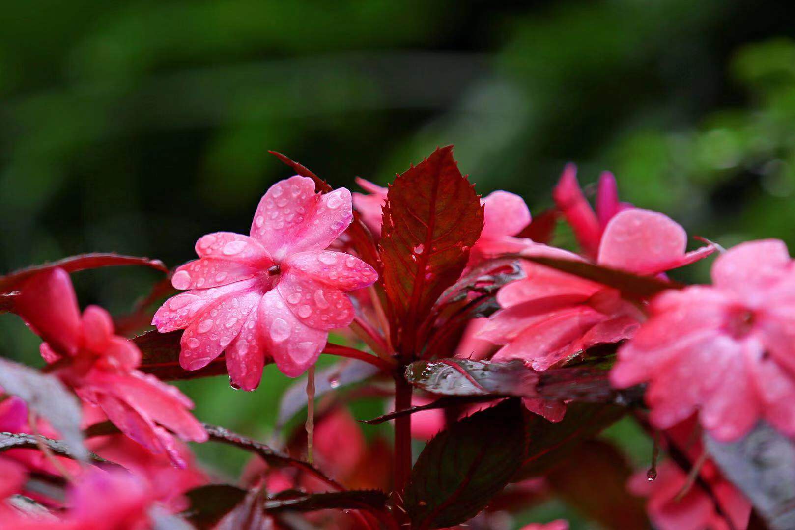 雨中鼋头渚开在路边的的小花水珠让花娇嫩无比
