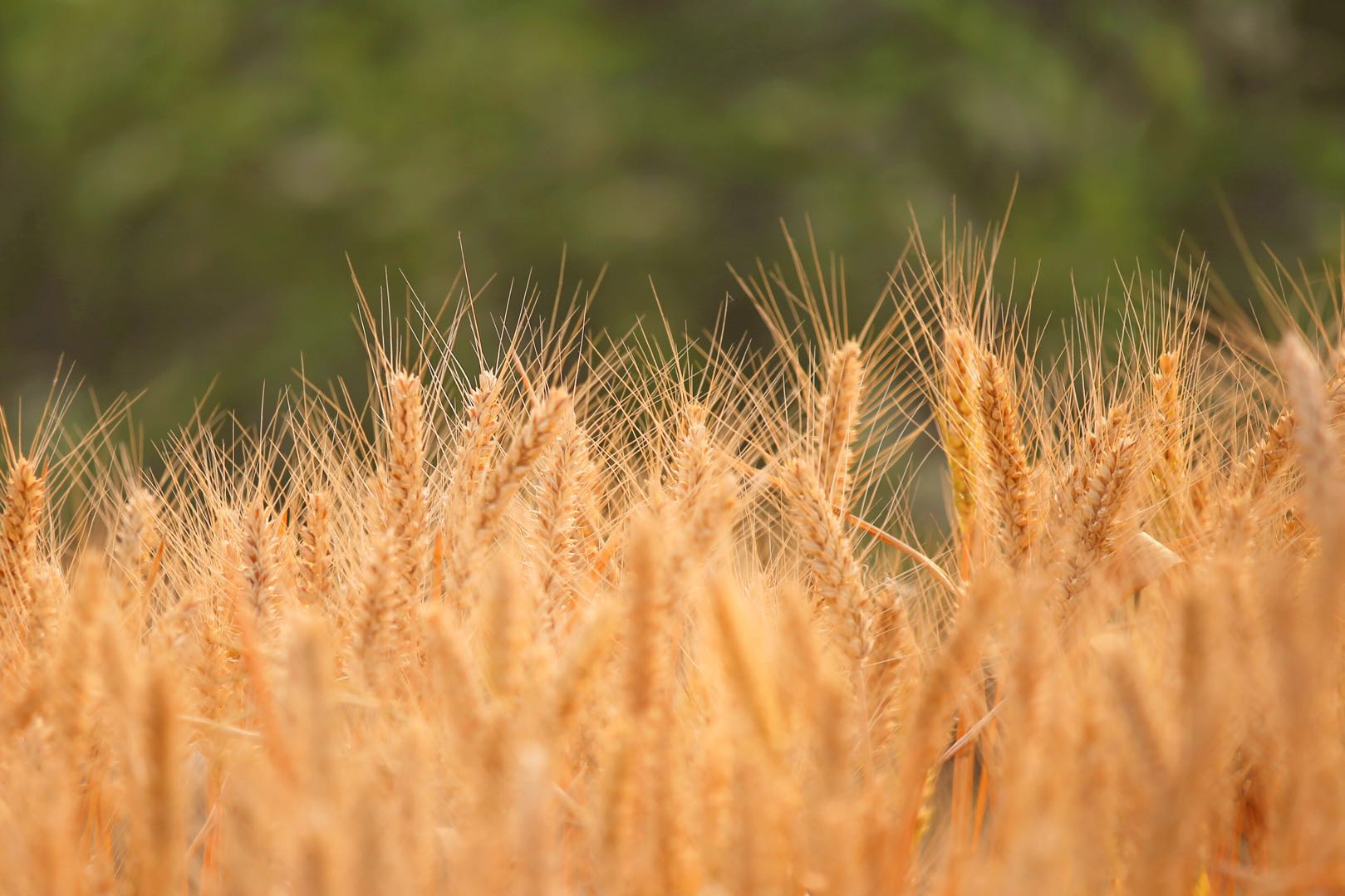 又到一年芒种,丰收的金黄色才是最美的,分享一组金色麦田照片