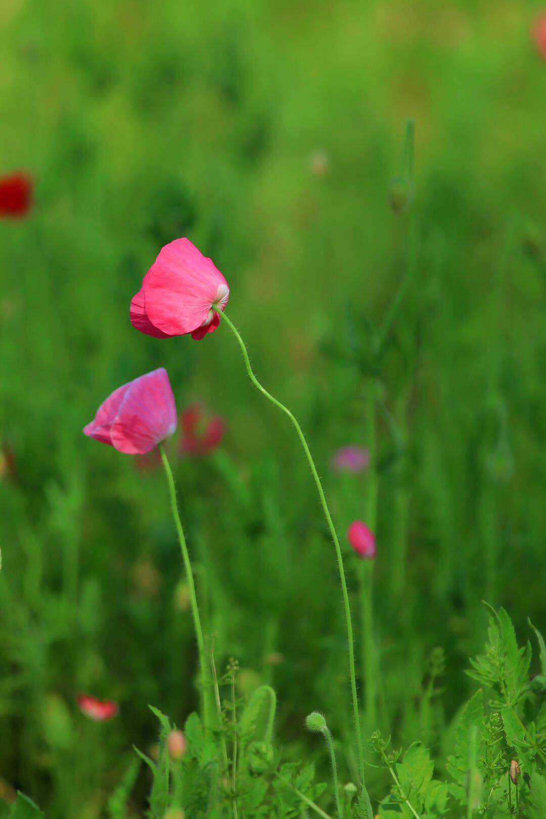 微风中的虞美人摇曳着优美的舞姿