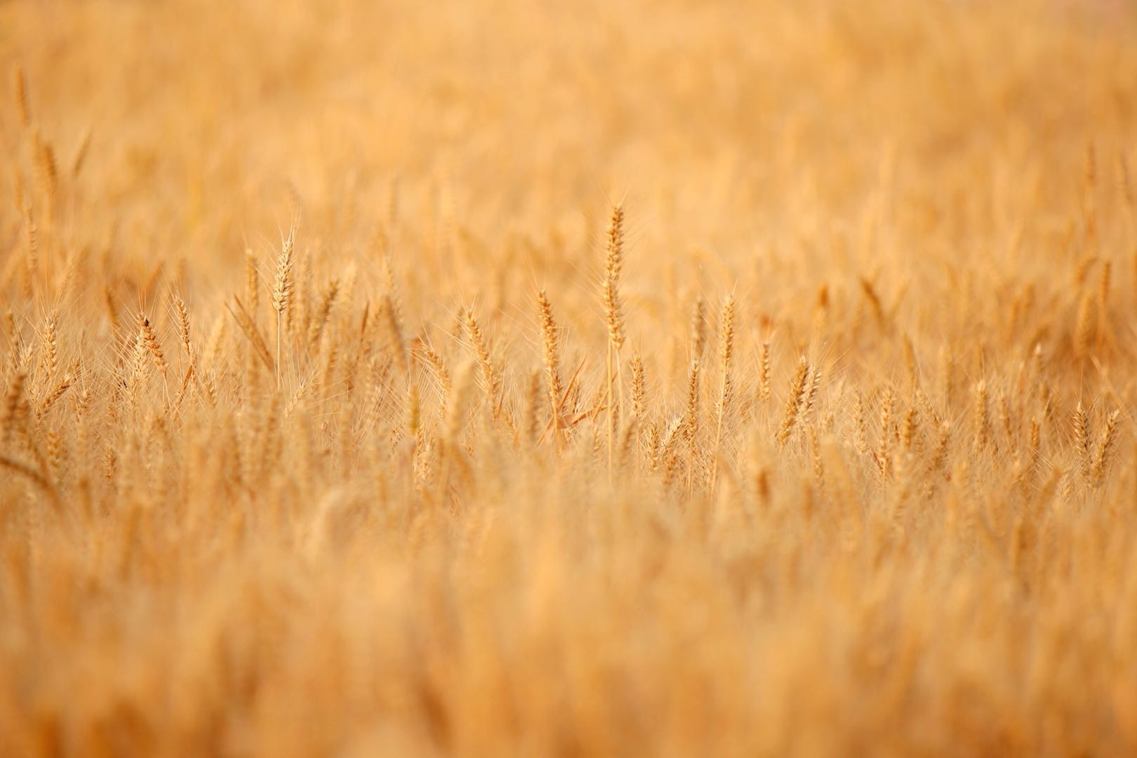 又到一年芒种,丰收的金黄色才是最美的,分享一组金色麦田照片