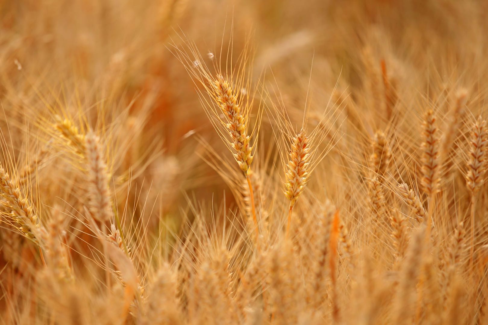 如意金黄膏功效作用 金黄膏的正确使用方法