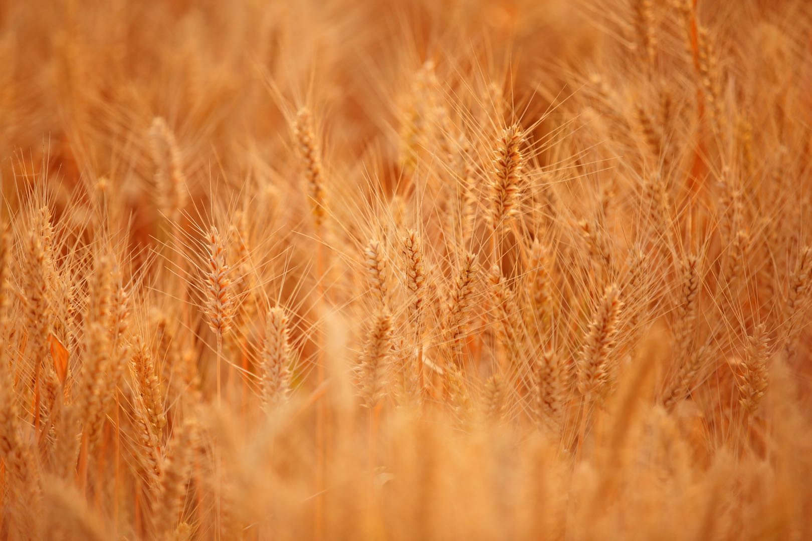 又到一年芒种,丰收的金黄色才是最美的,分享一组金色麦田照片