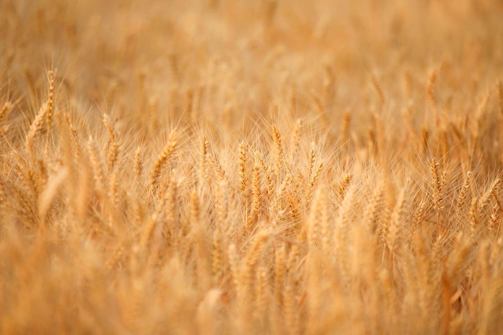 又到一年芒种,丰收的金黄色才是最美的,分享一组金色麦田照片