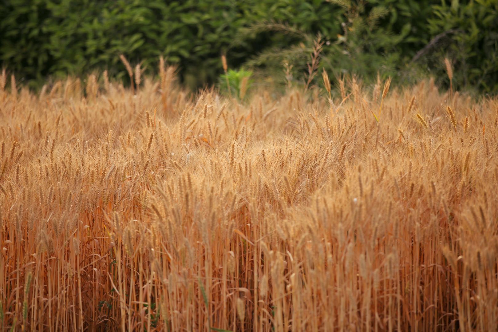 又到一年芒种,丰收的金黄色才是最美的,分享一组金色麦田照片