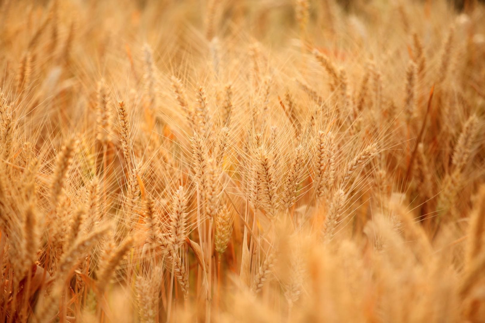 又到一年芒种,丰收的金黄色才是最美的,分享一组金色麦田照片|芒种|麦