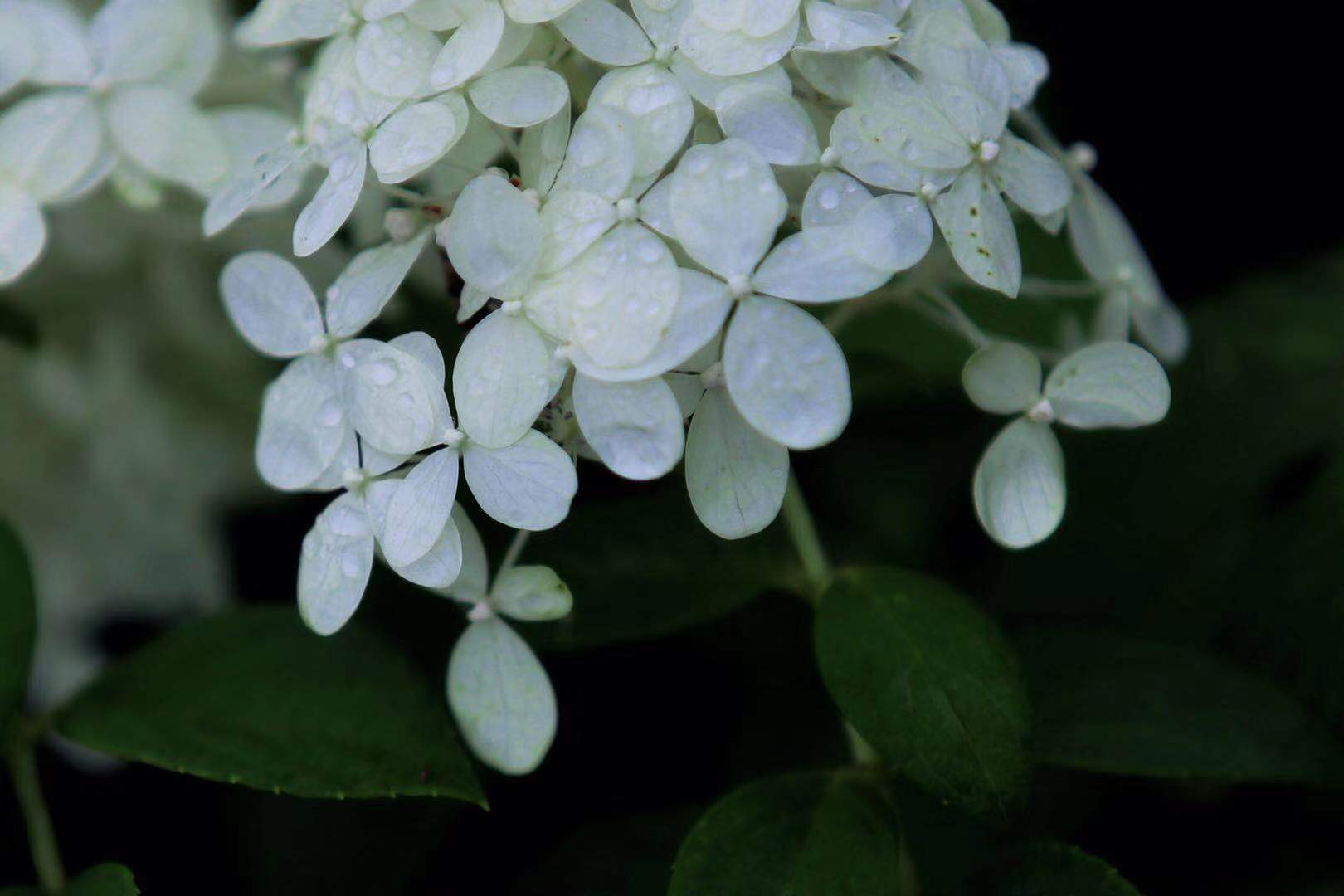 鼋头渚路边的小绣球花雨中随拍洁白的小花清新淡雅