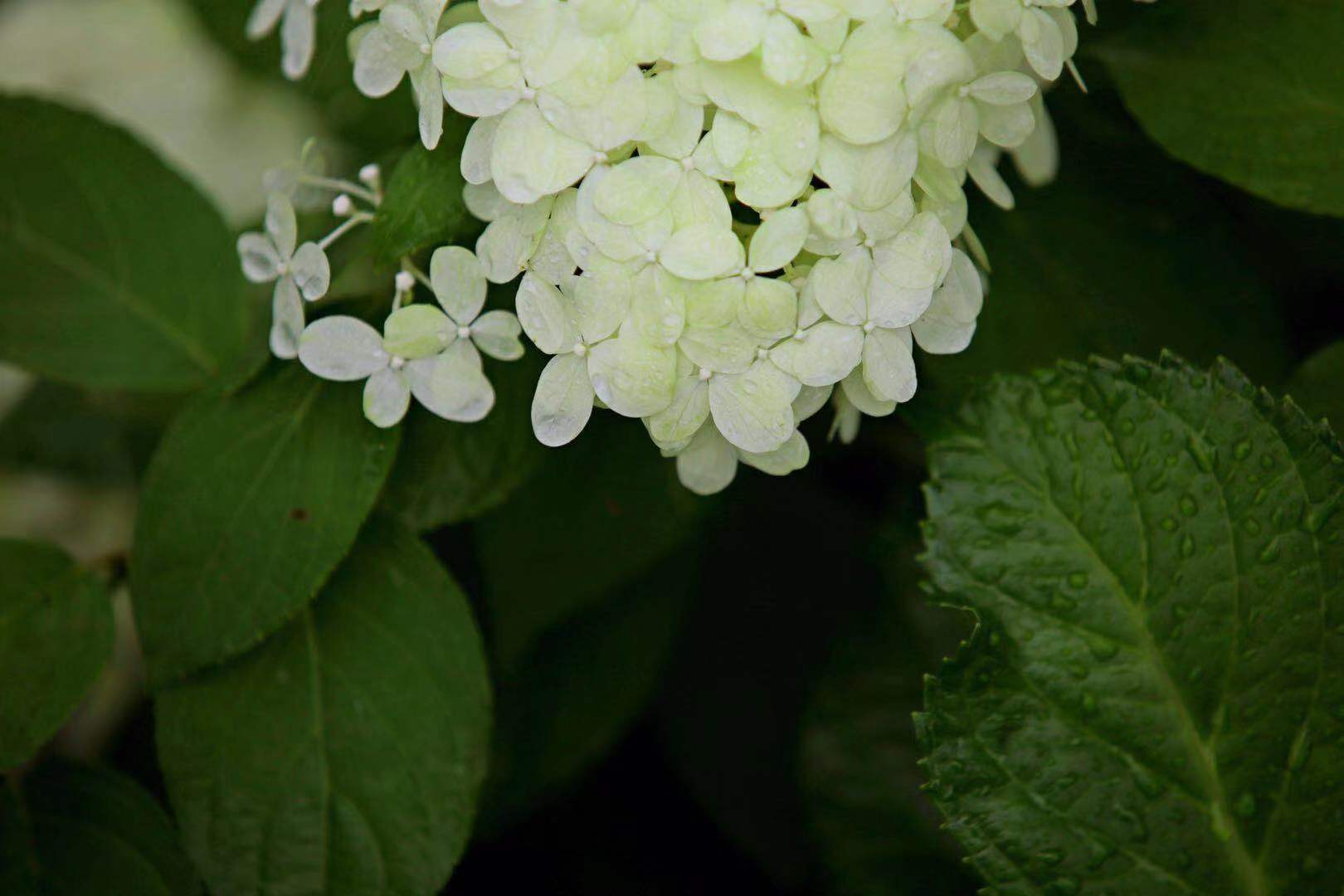鼋头渚路边的小绣球花,雨中随拍,洁白的小花清新淡雅
