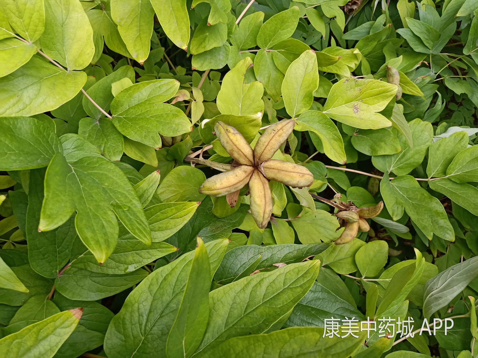 牡丹皮是中药材大宗品种之一 ,种植范围分布较广,目