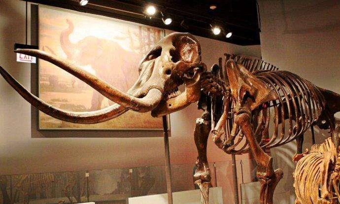 考古学家在恐龙化石腹部,发现诡异头盖骨,专家说,它不是人类的