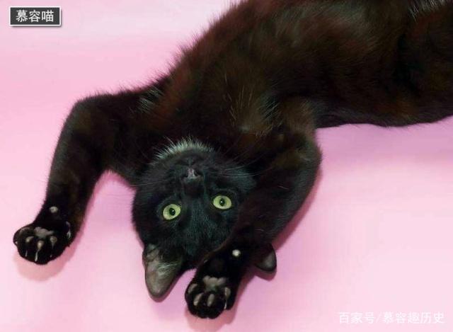 玄猫就是国华田园猫中的黑猫，原来它们有这样的历史！