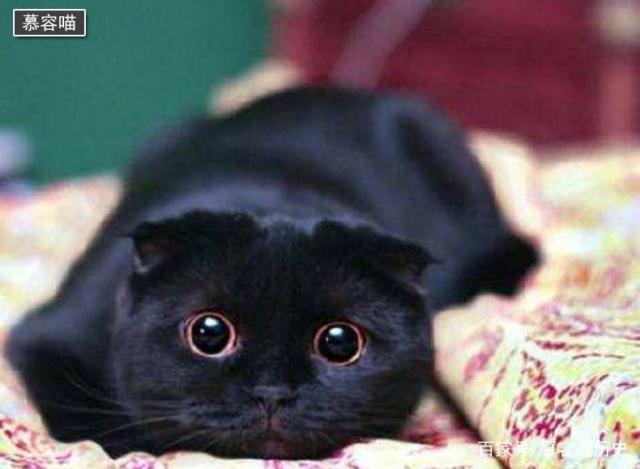 玄猫就是国华田园猫中的黑猫，原来它们有这样的历史！