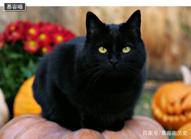 玄猫就是国华田园猫中的黑猫，原来它们有这样的历史！