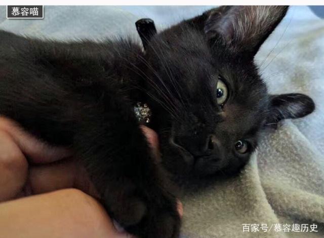 玄猫就是国华田园猫中的黑猫，原来它们有这样的历史！