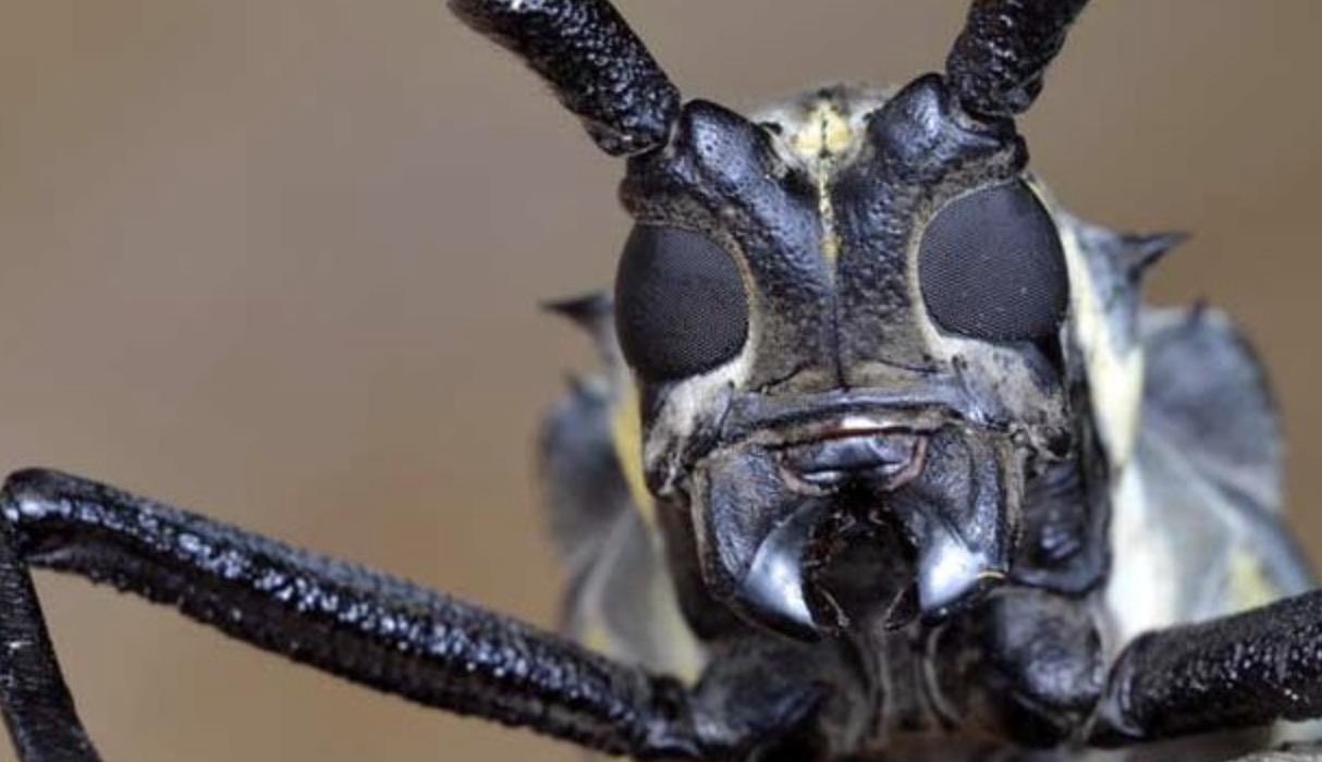世界罕见的10大巨型生物:俄罗斯野猪上榜,湄公河鲶鱼会吃人?
