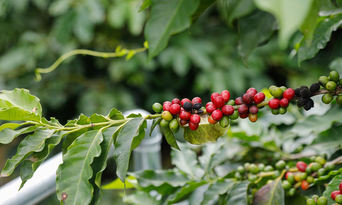 图虫静物摄影:云南保山小粒咖啡
