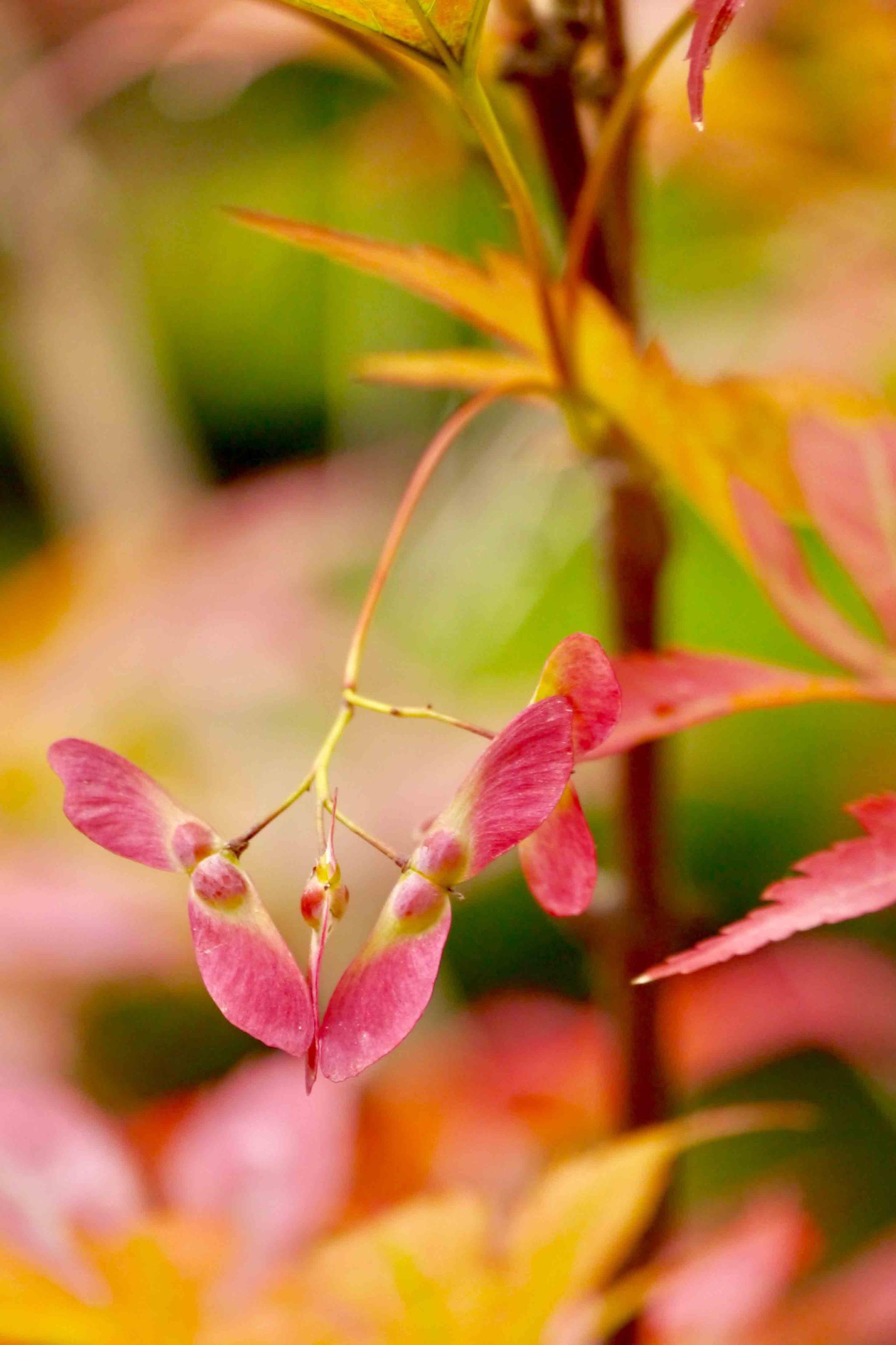 秋叶渐红鸡爪槭