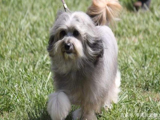 劳臣犬害怕同类怎么办这三方面管理要细致,提升胆量不困难