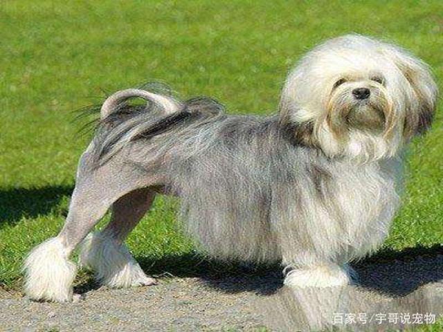 劳臣犬害怕同类怎么办这三方面管理要细致,提升胆量不困难