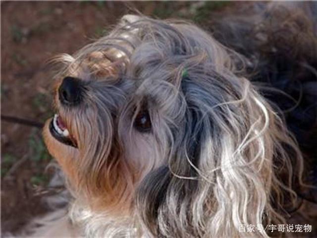 劳臣犬害怕同类怎么办这三方面管理要细致,提升胆量不困难