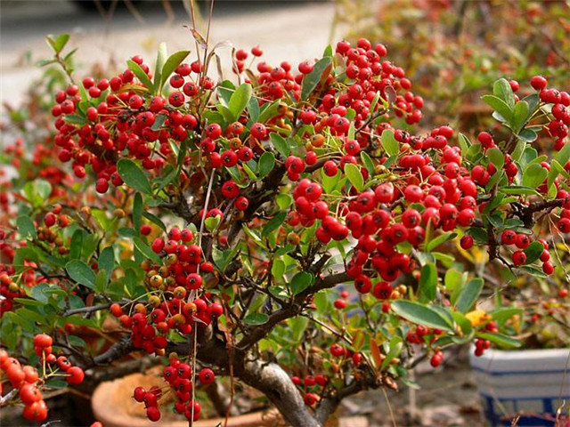 火棘在灾荒年间用来充饥成了救命粮如今做成盆景价格高昂