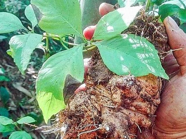 山间一野草称"四叶奶参",炖鸡汤加一段,产后体虚,少乳一起补