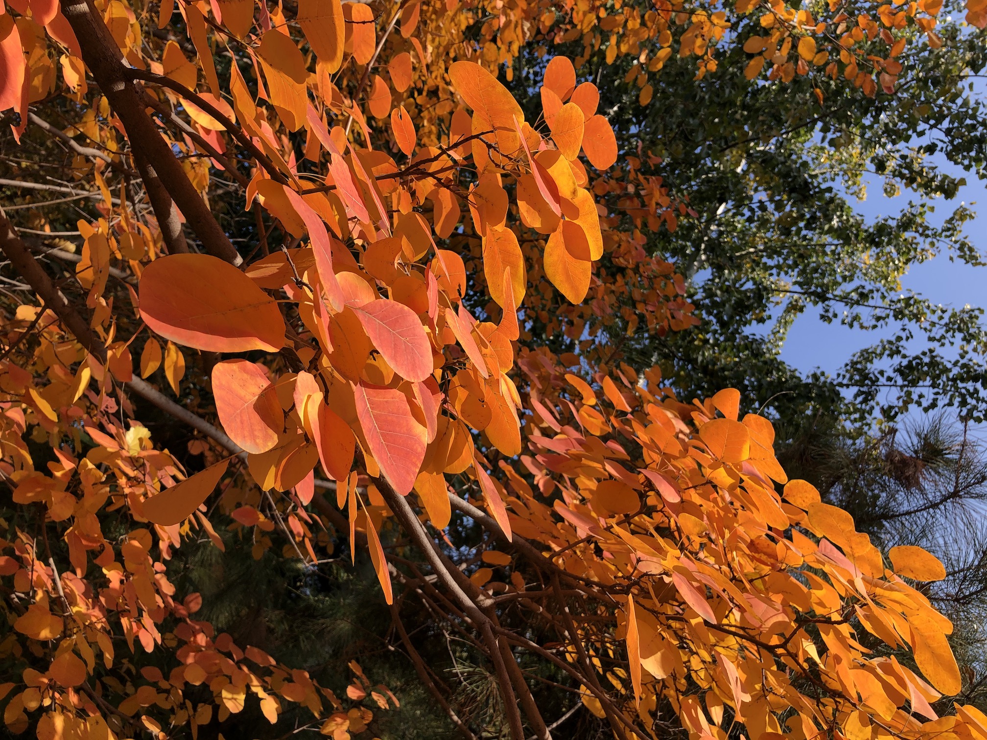 红叶黄栌北京奥森