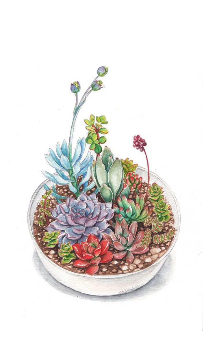 精美壁纸大放送美景手绘多肉都在这里总有你会喜欢的哦