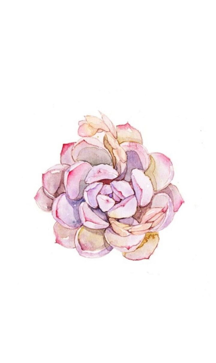 精美壁纸大放送美景手绘多肉都在这里总有你会喜欢的哦