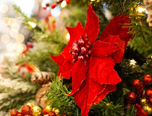 风靡北美的圣诞花,你却不认识?