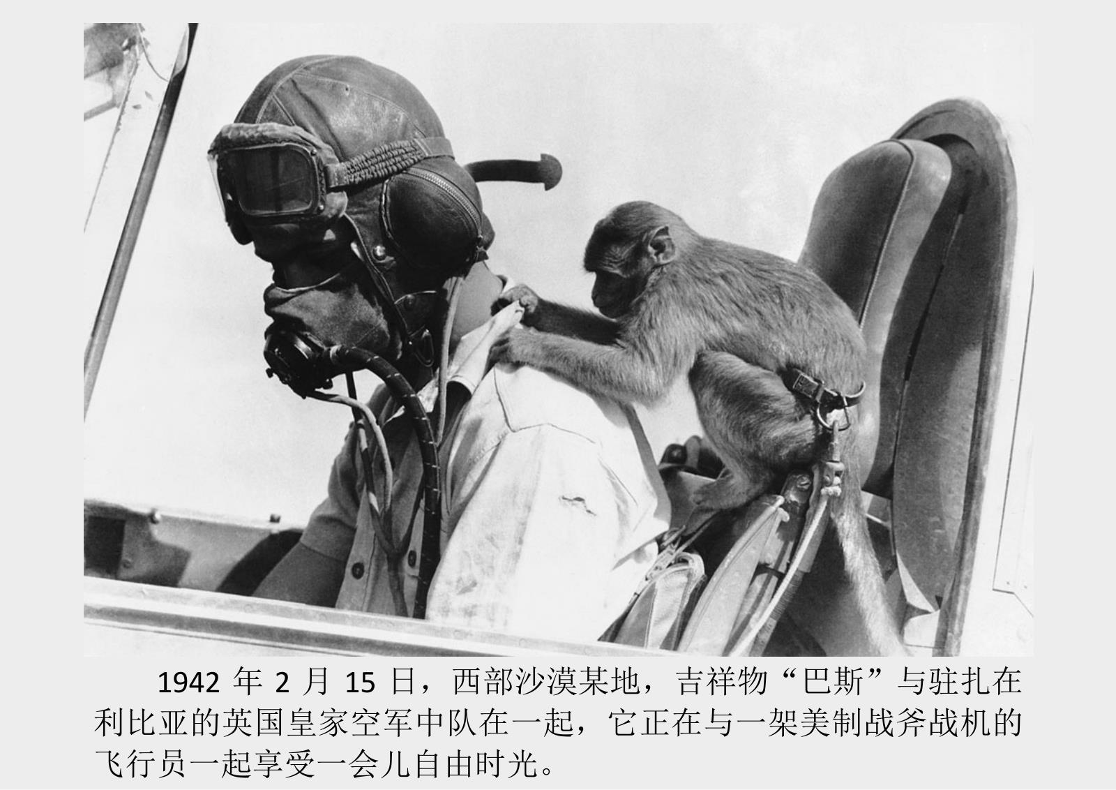 二战北非战场的珍贵照片记录在金字塔下的战争45张高清