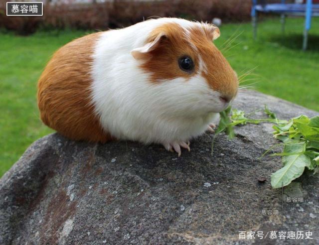 介绍可爱荷兰猪与豚鼠的关系和发展历史，与它们的饲养和价值！|荷兰猪|豚鼠|可爱|纤维|南美洲_新浪新闻